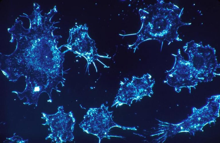 Cancer Pathways